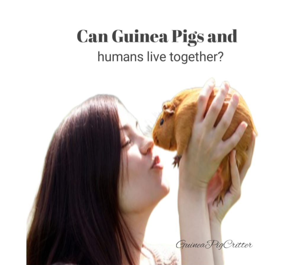 can guinea pigs and humans live together