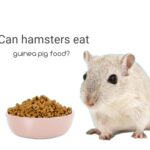 can hamster eat guinea pig food