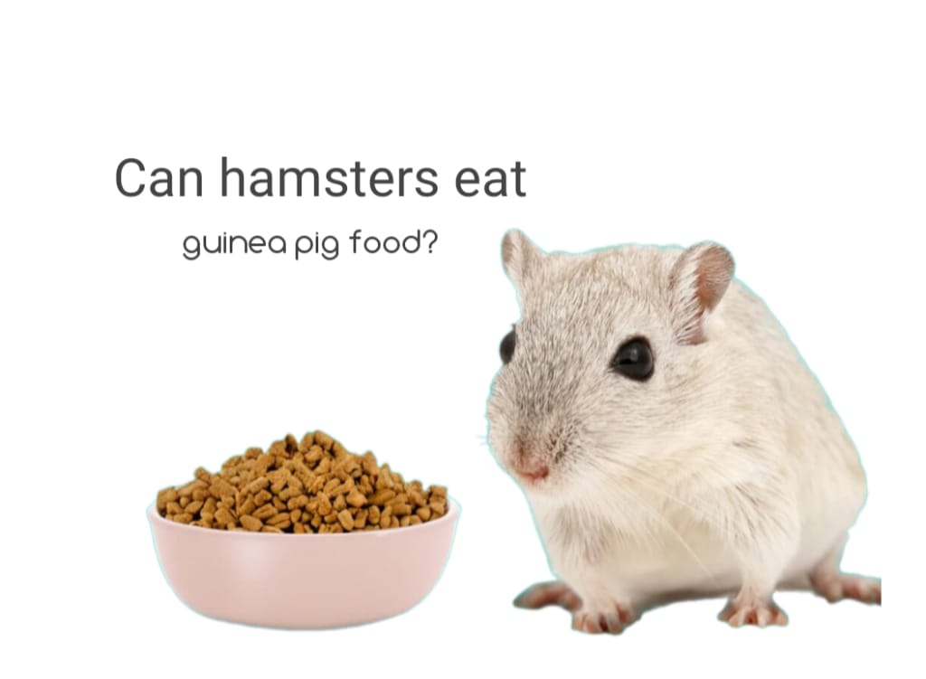 can hamster eat guinea pig food