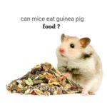 can mice eat guinea pig