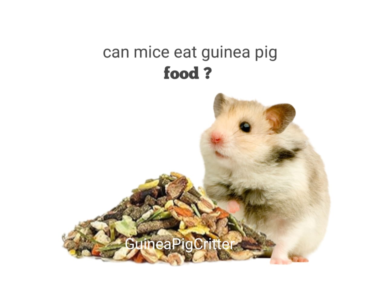 can mice eat guinea pig