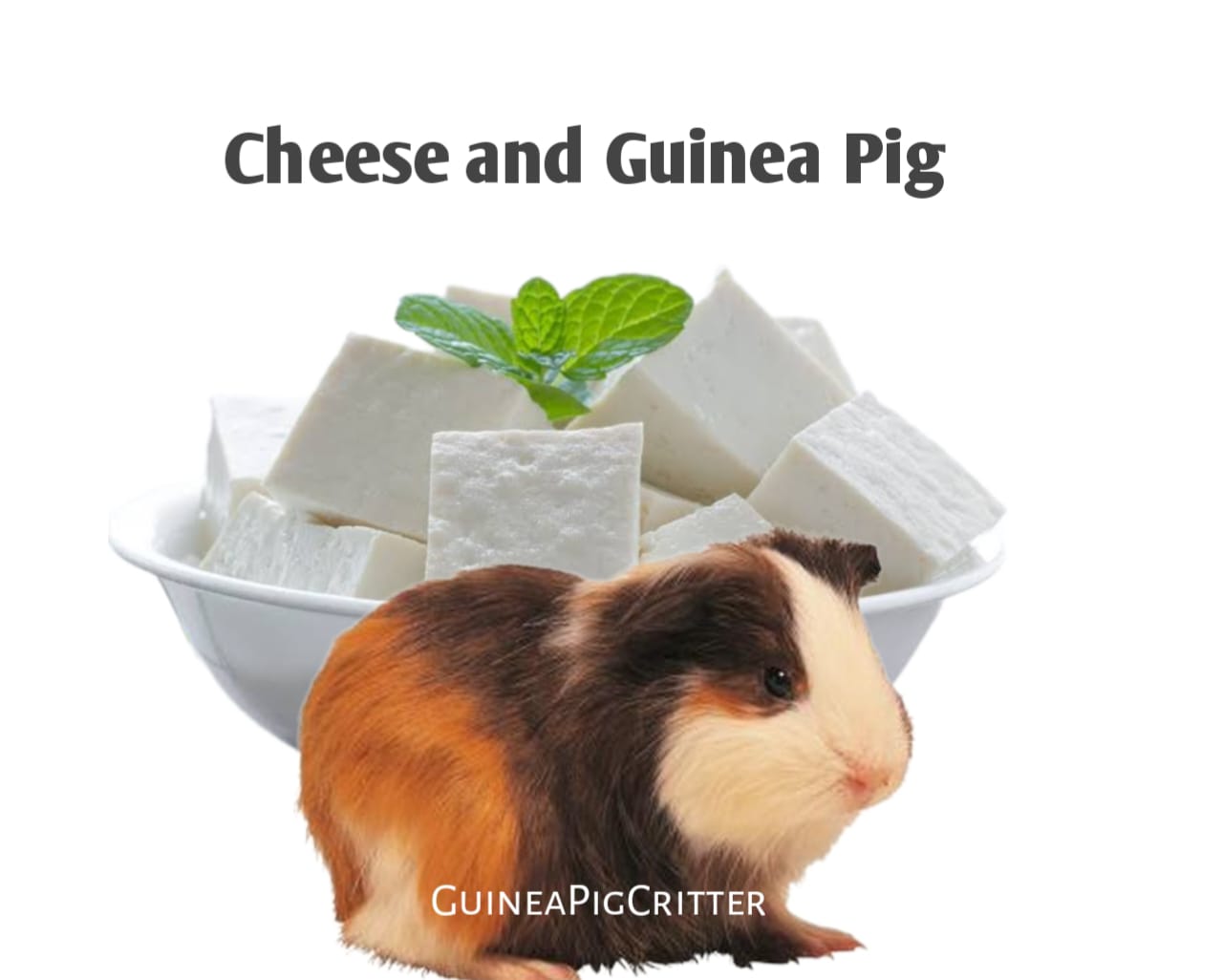 cheese and guinea pig