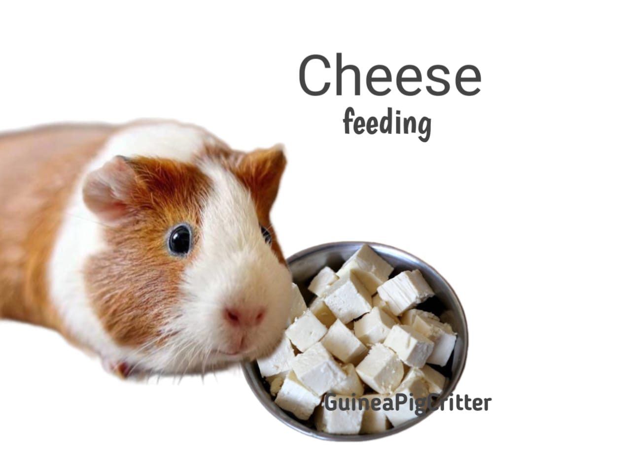 cheese feeding