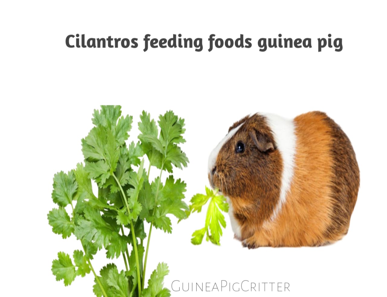 cilantro feeding foods guinea pig