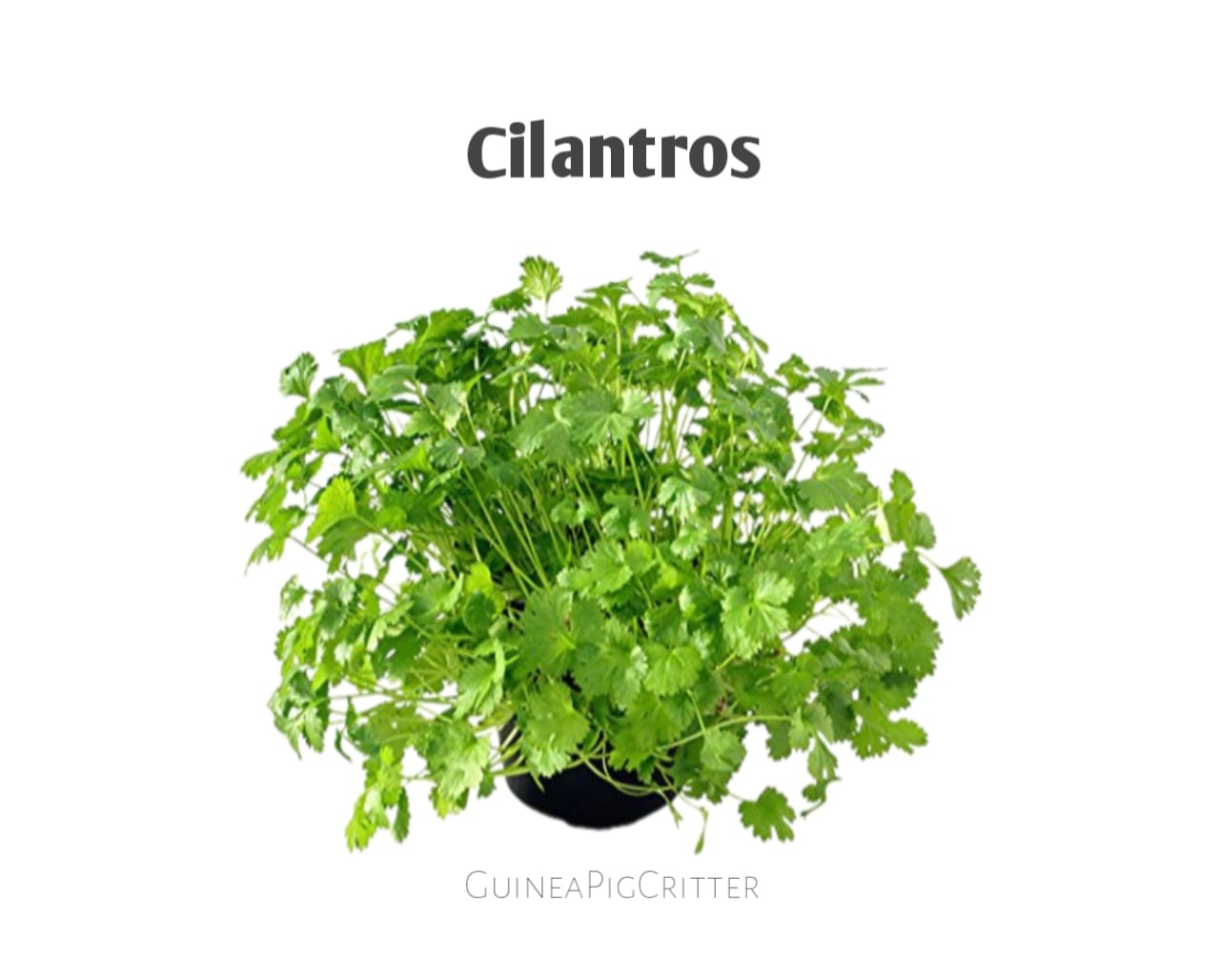 cilantros