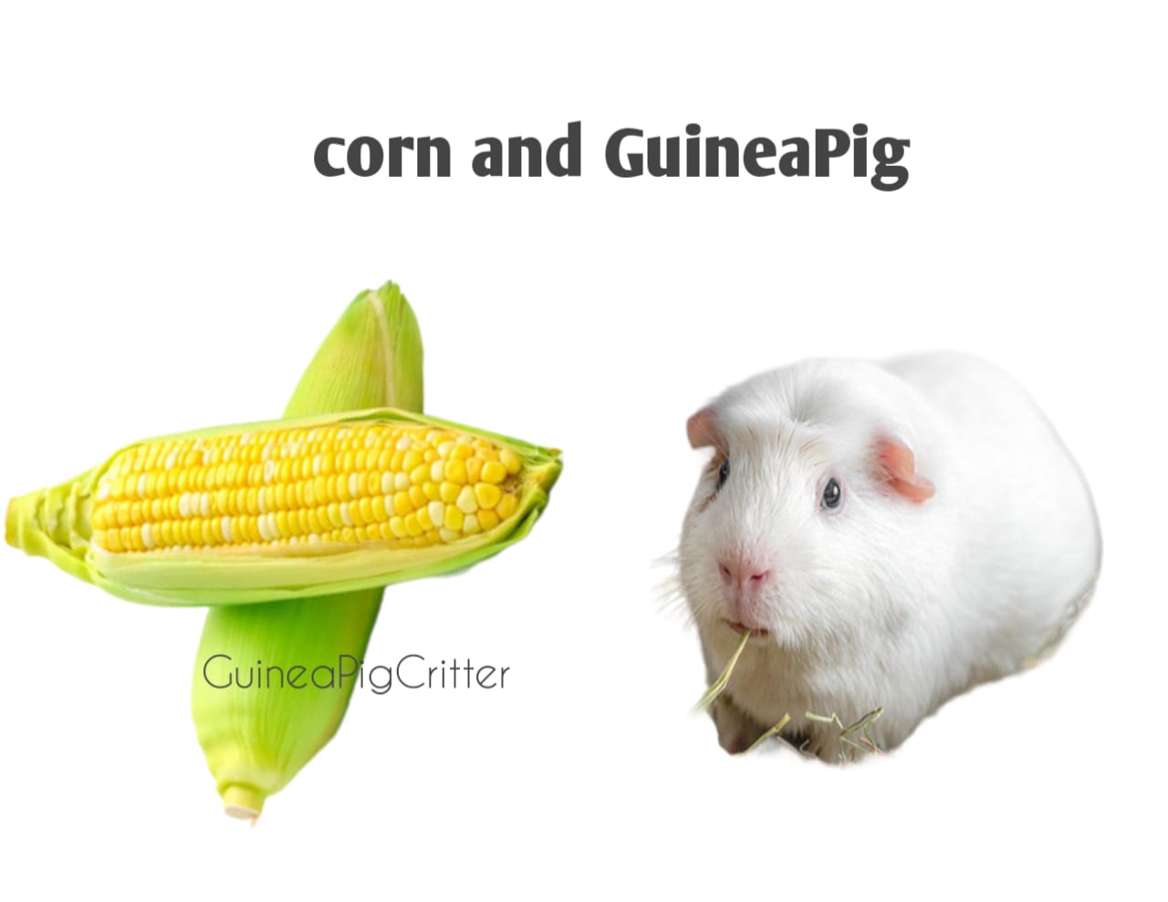 corn and guinea pig