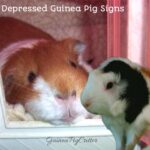 depressed guinea pig signs