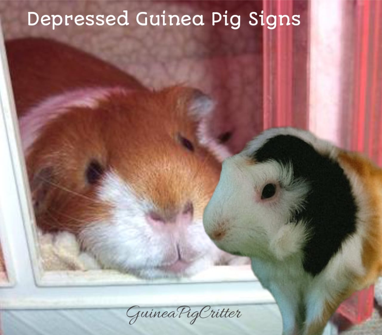 depressed guinea pig signs