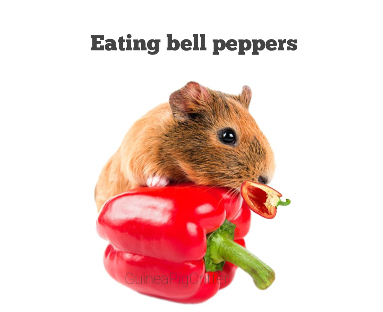 eating bell peppers