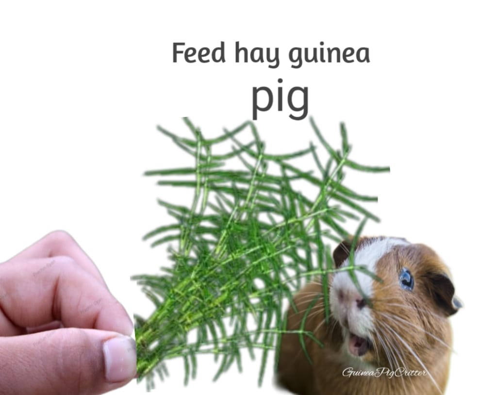 feed hay guinea pig