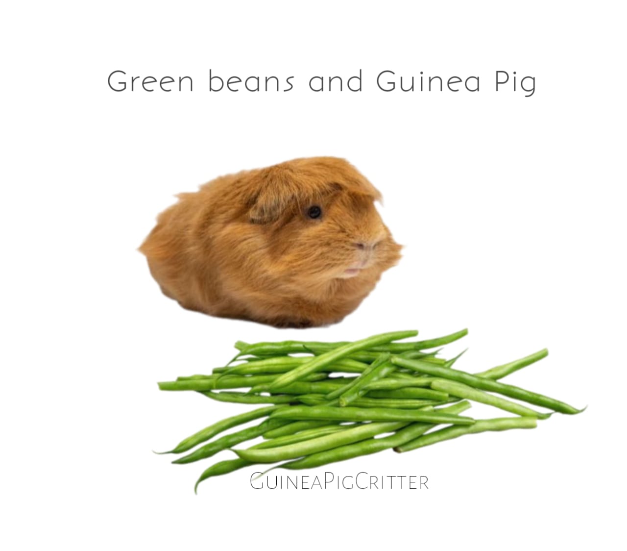 green beans and guinea pig