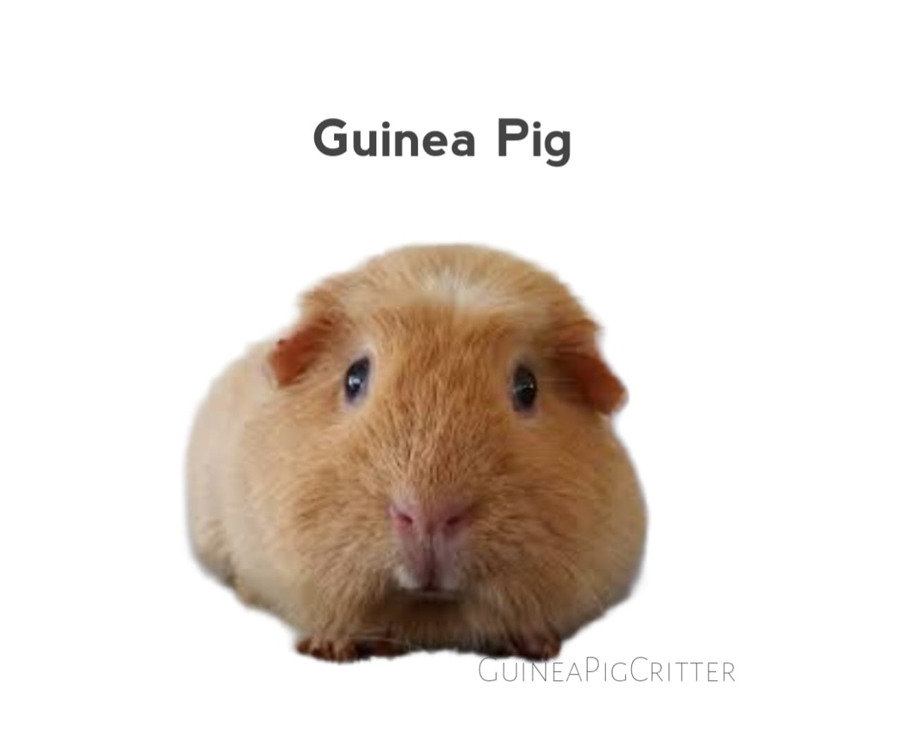 guinea pig