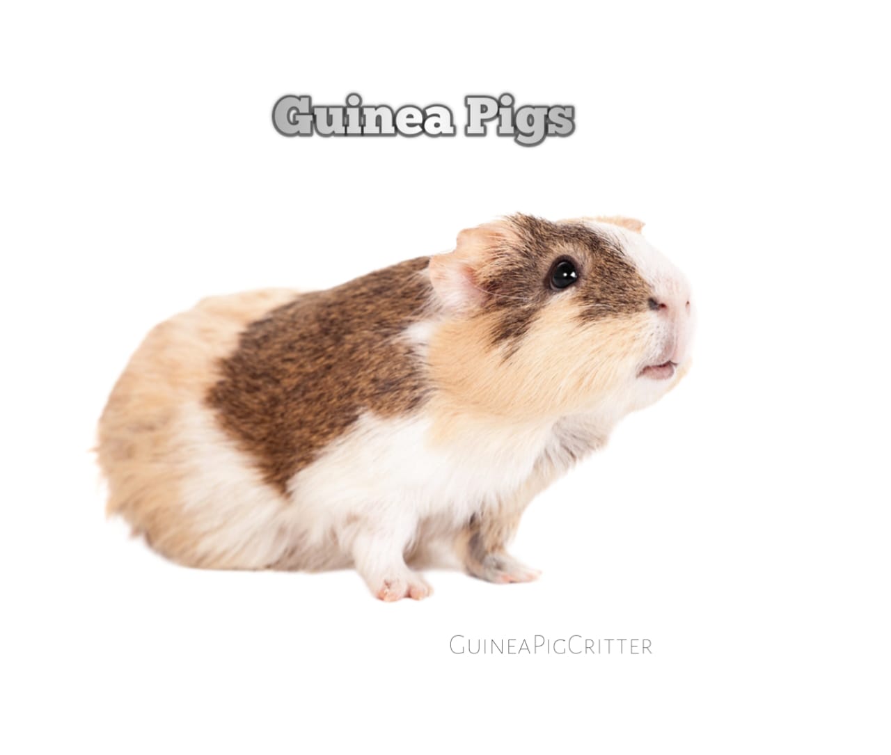 guinea pig