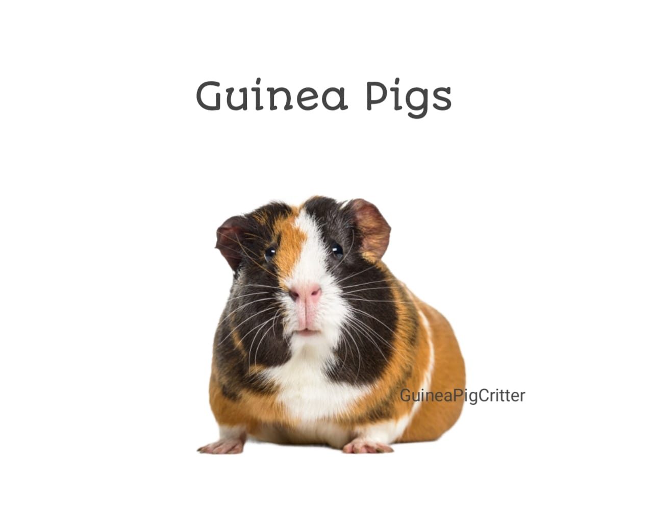 guinea pig