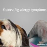 Guinea Pig Allergy Symptoms