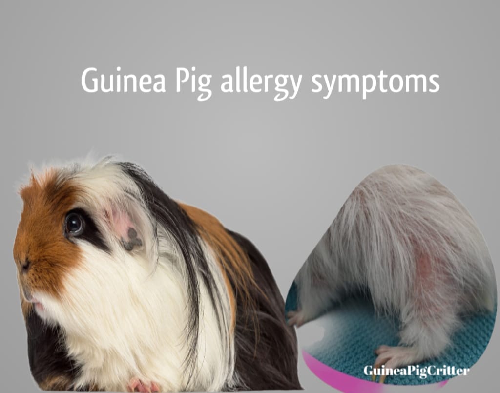 Guinea Pig Allergy Symptoms