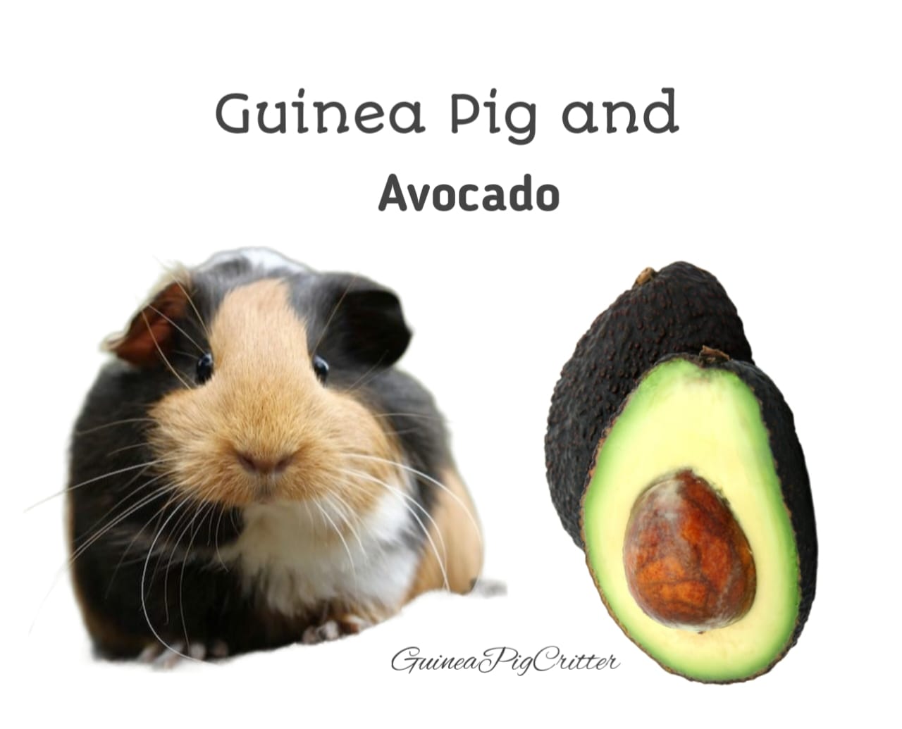 guinea pig and avocado