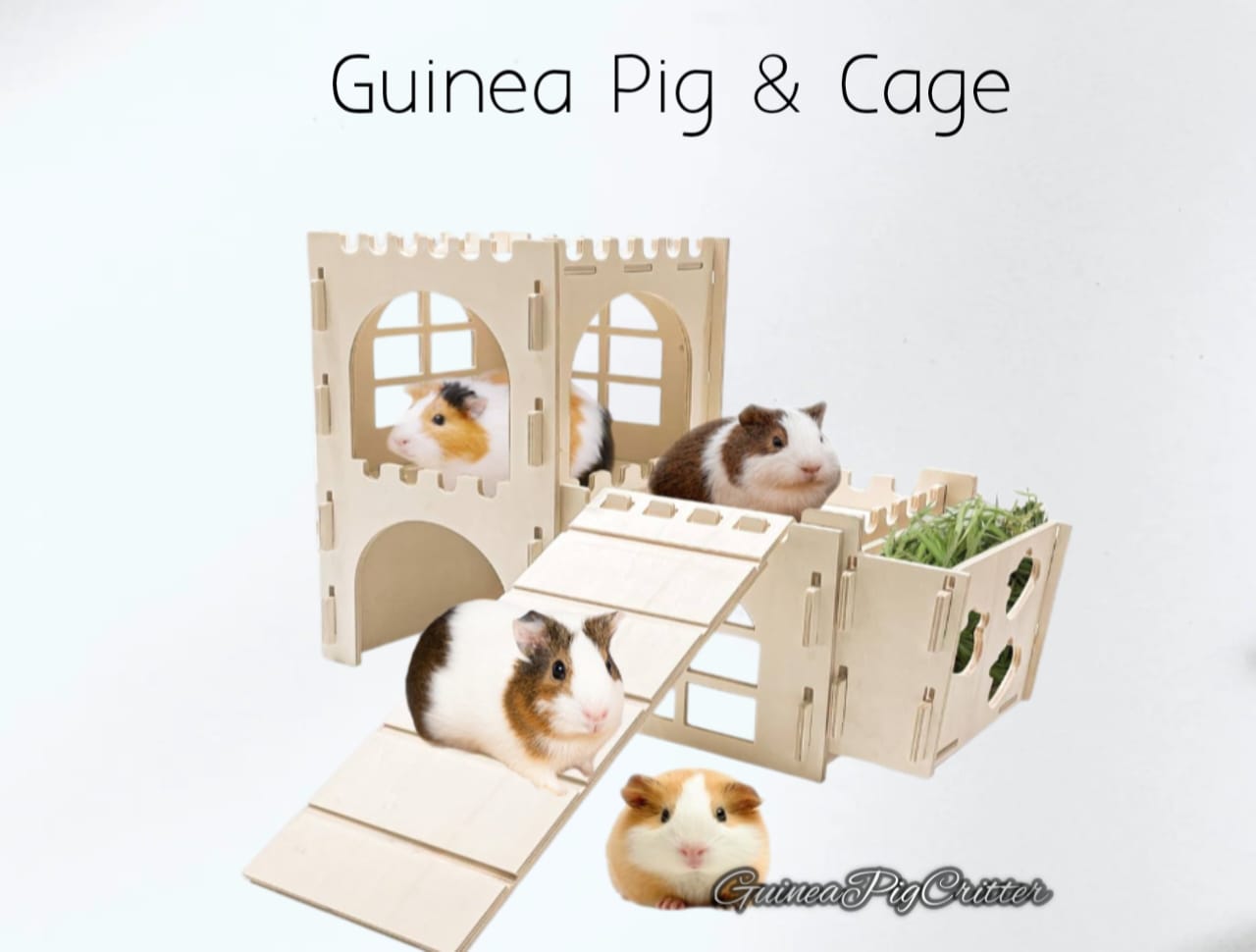 guinea pig and cage