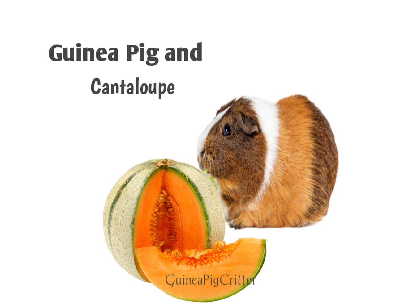 guinea pig and cantaloupe