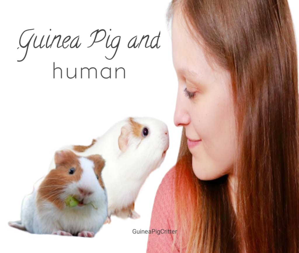 guinea pig and human tone