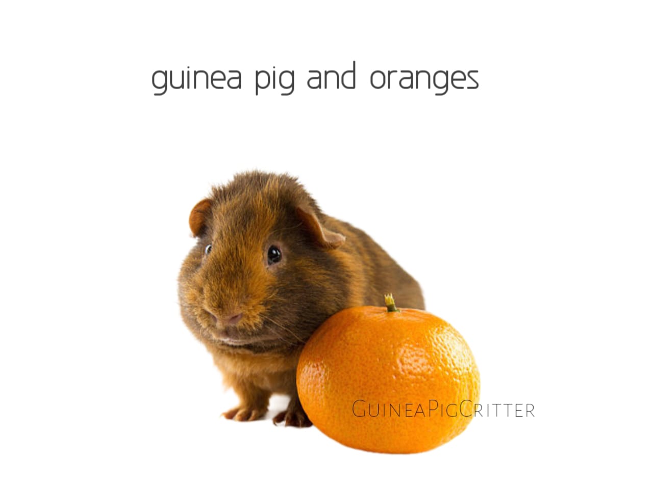 guinea pig and oranges