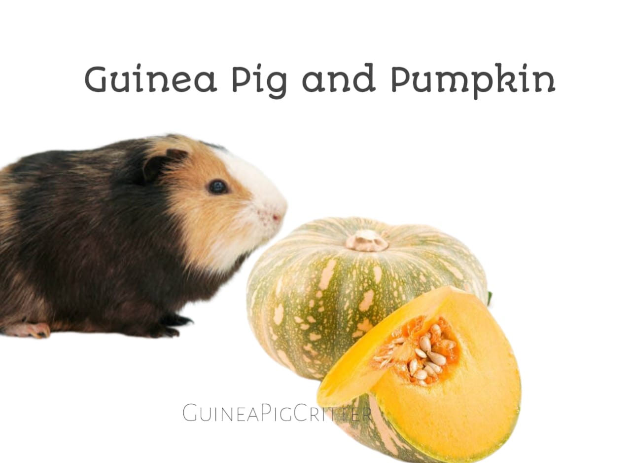 guinea pig and pumpkin