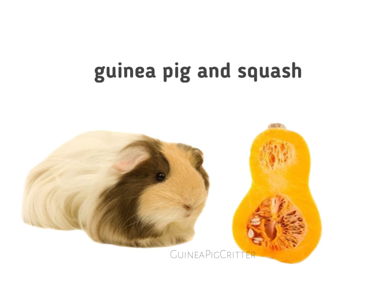 guinea pig and squash