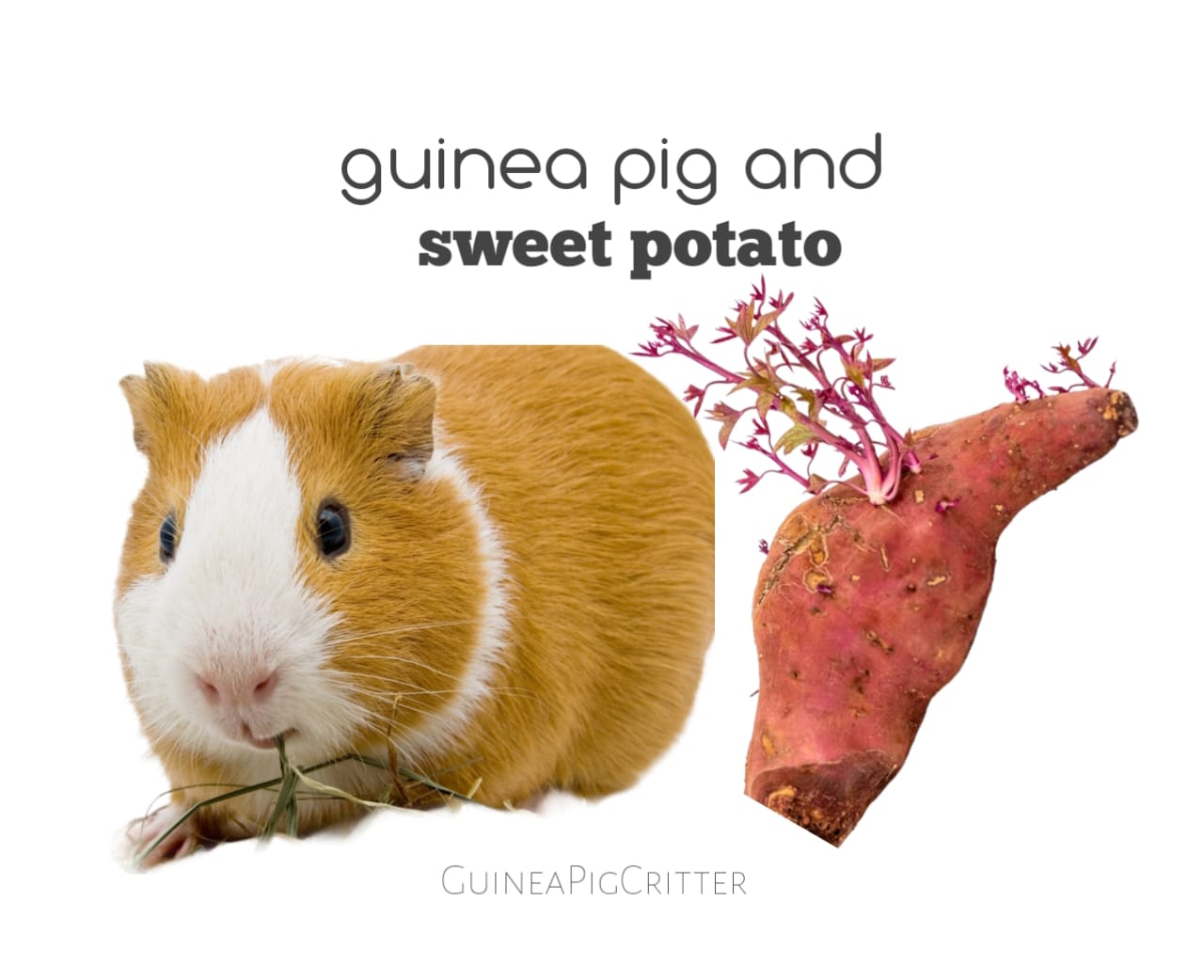 guinea pig and sweet potato