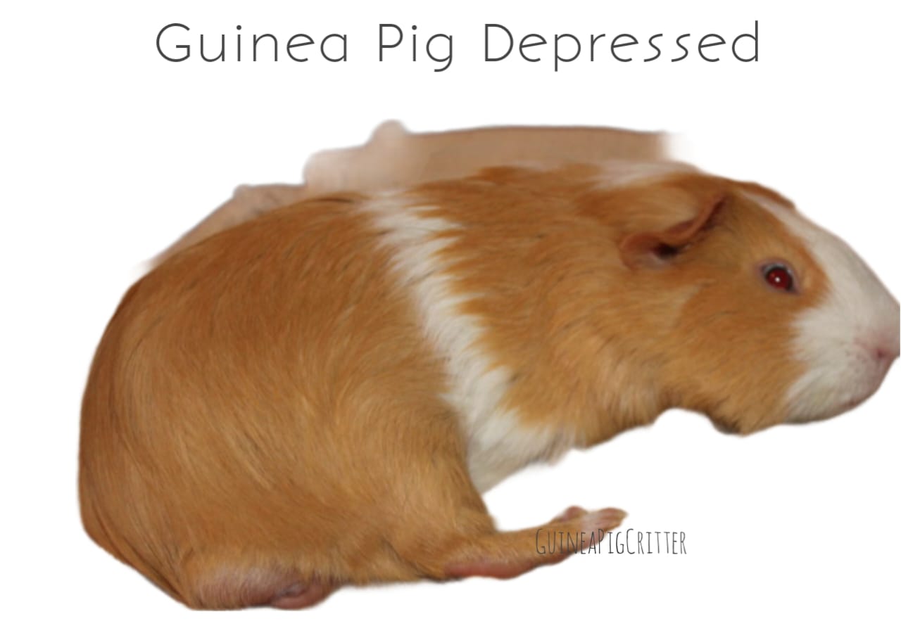 guinea pig depressed