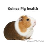 Guinea Pigs Health Tips