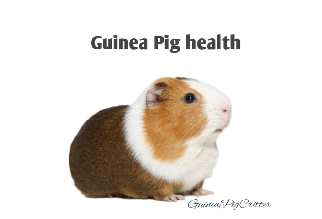 Guinea Pigs Health Tips