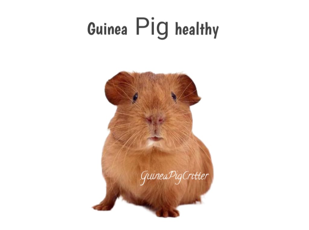 guinea pig healthy