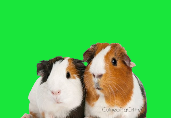 guinea pigs care