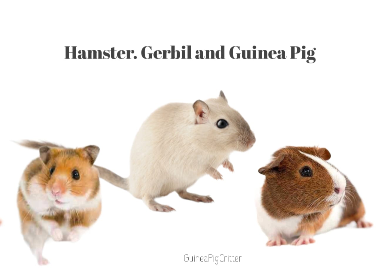 hamster gerbil and guinea pig