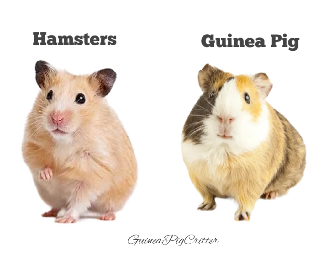 hamsters and guinea pig