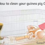 how to clean your guinea pig cage