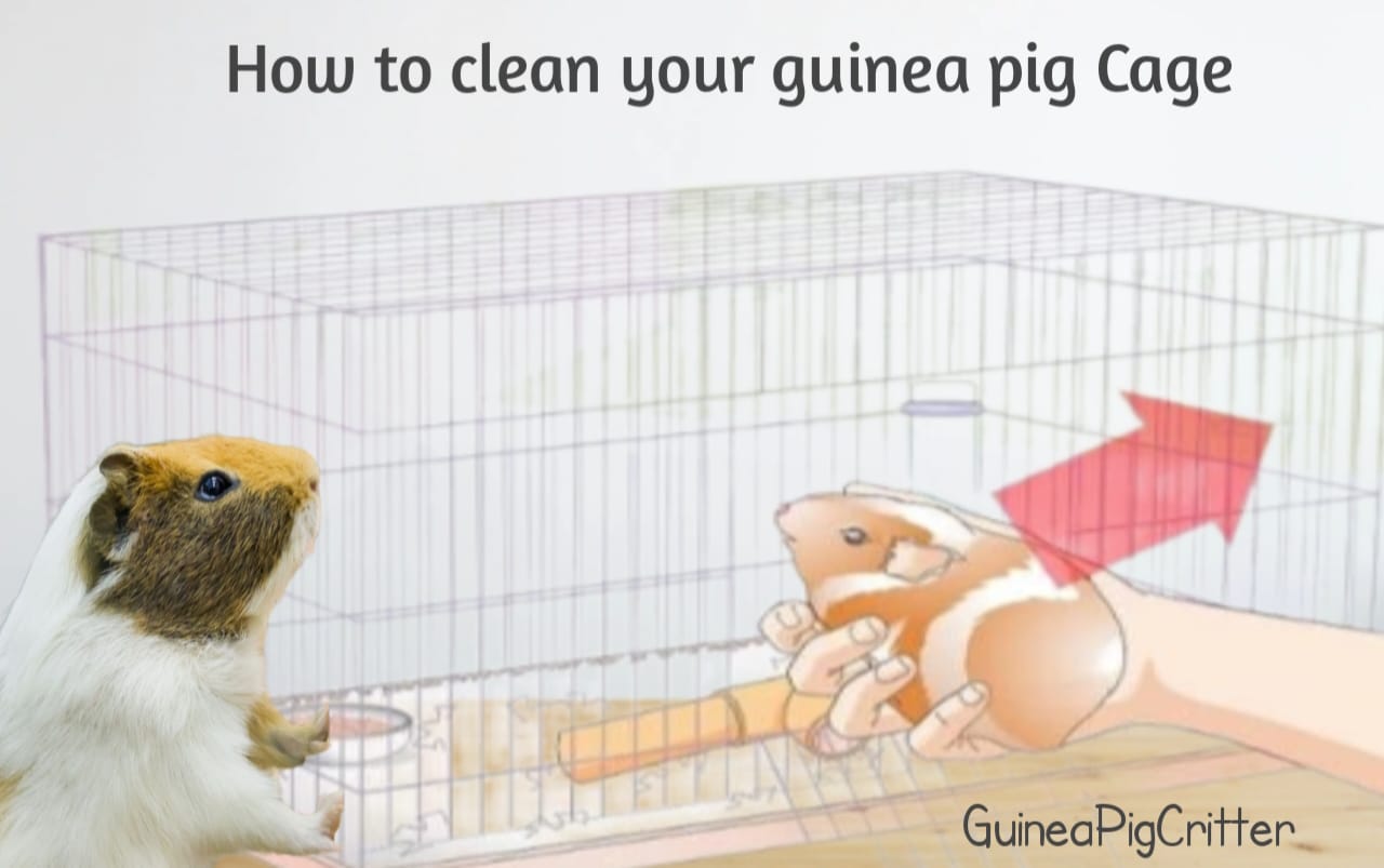 how to clean your guinea pig cage