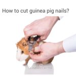 How to Cut Your Guinea Pig’s Nails safely and Stress-free