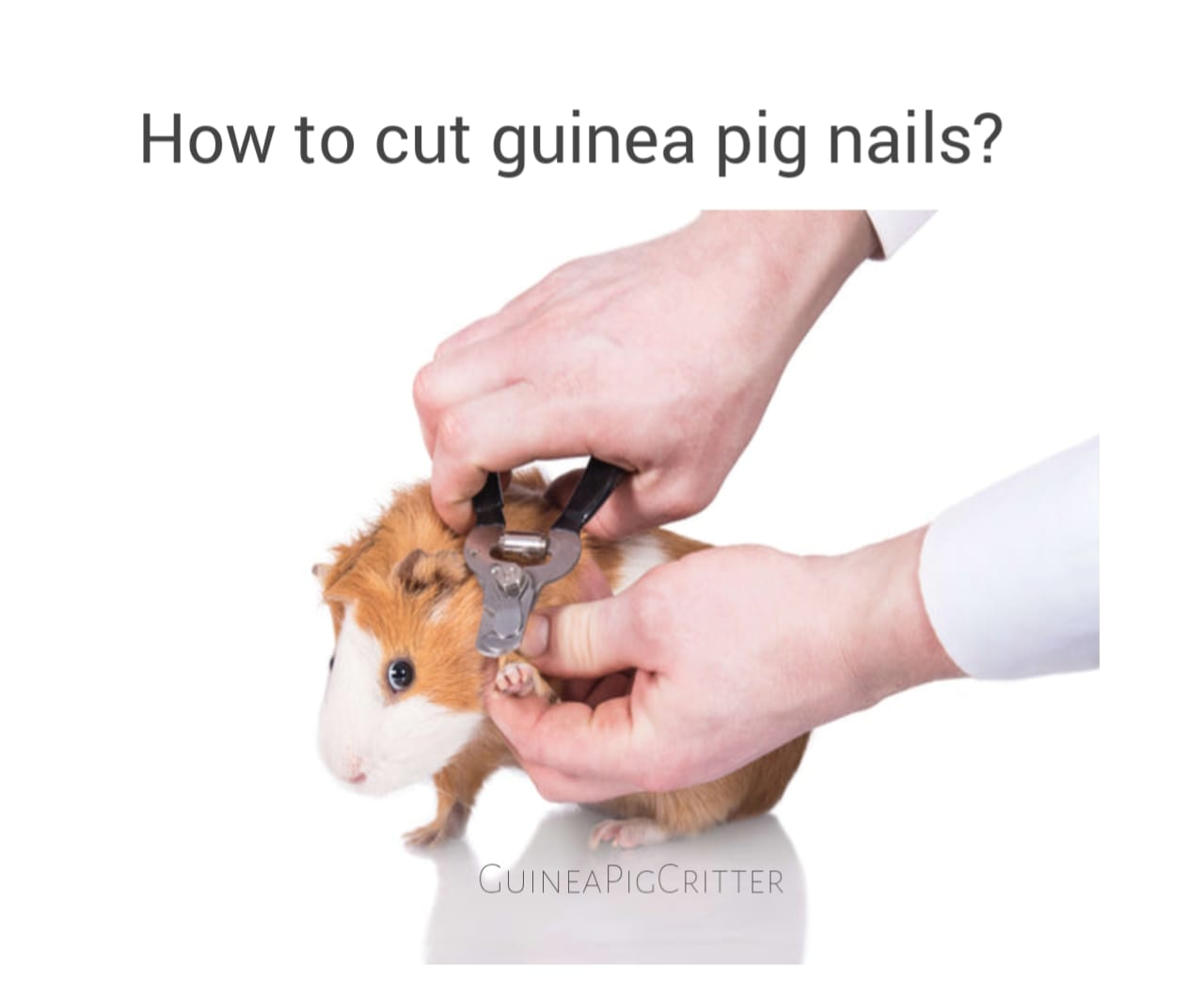 How to Cut Your Guinea Pig’s Nails safely and Stress-free