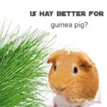 is hay better for guinea pig