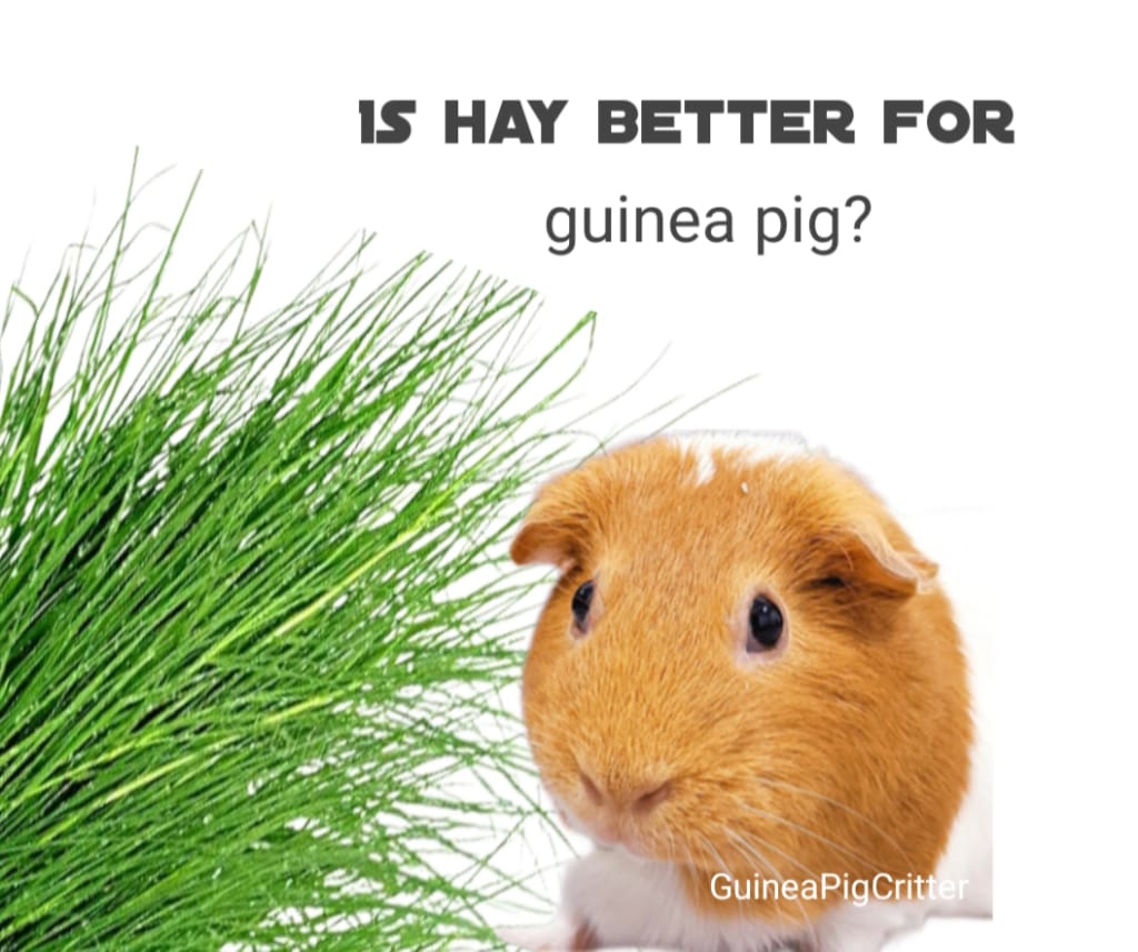 is hay better for guinea pig