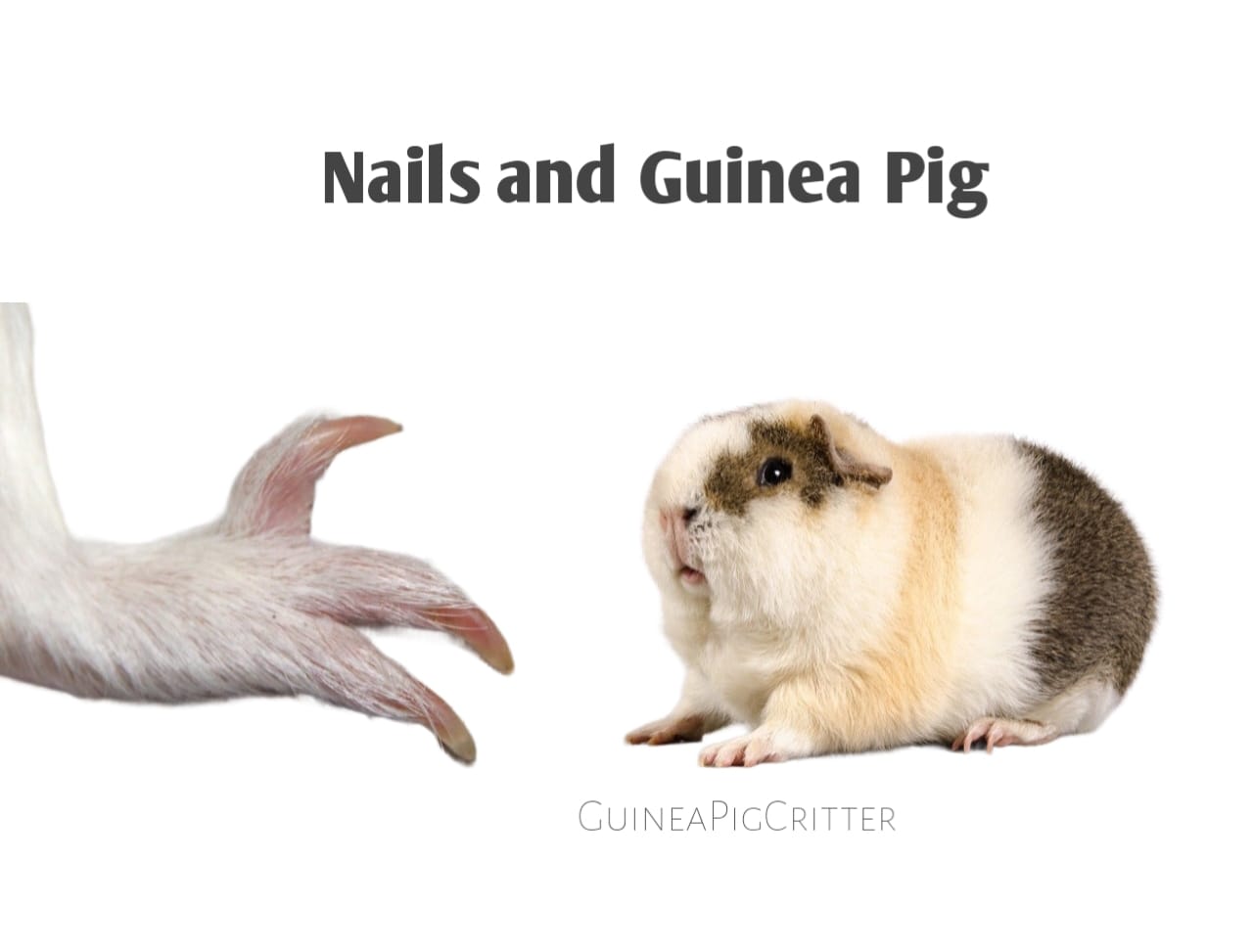 nails and guinea pig