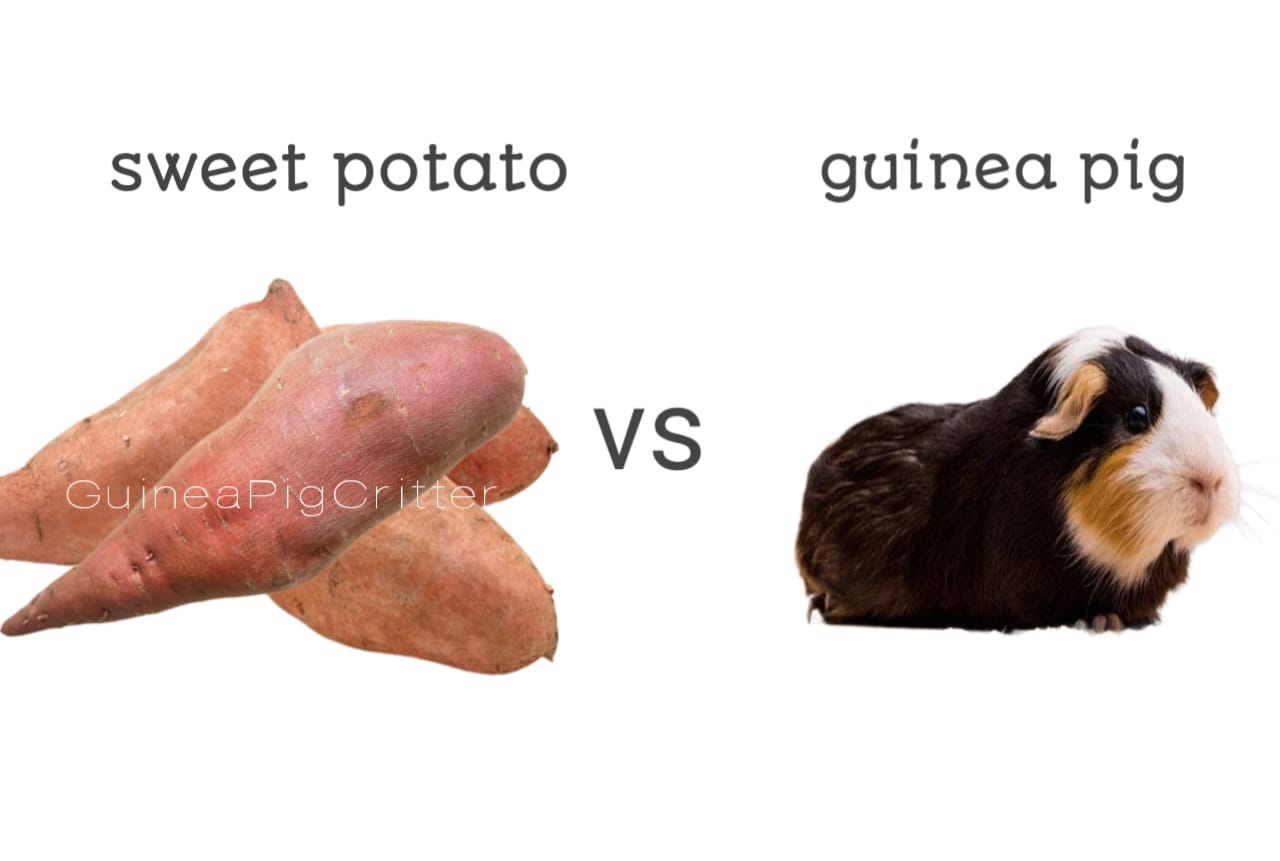 sweet potato vs guinea pig