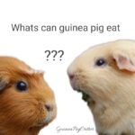 What Can Guinea Pigs Eat? Vegetables and Minerals