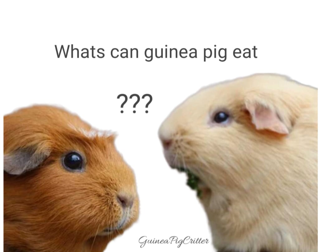 What Can Guinea Pigs Eat? Vegetables and Minerals