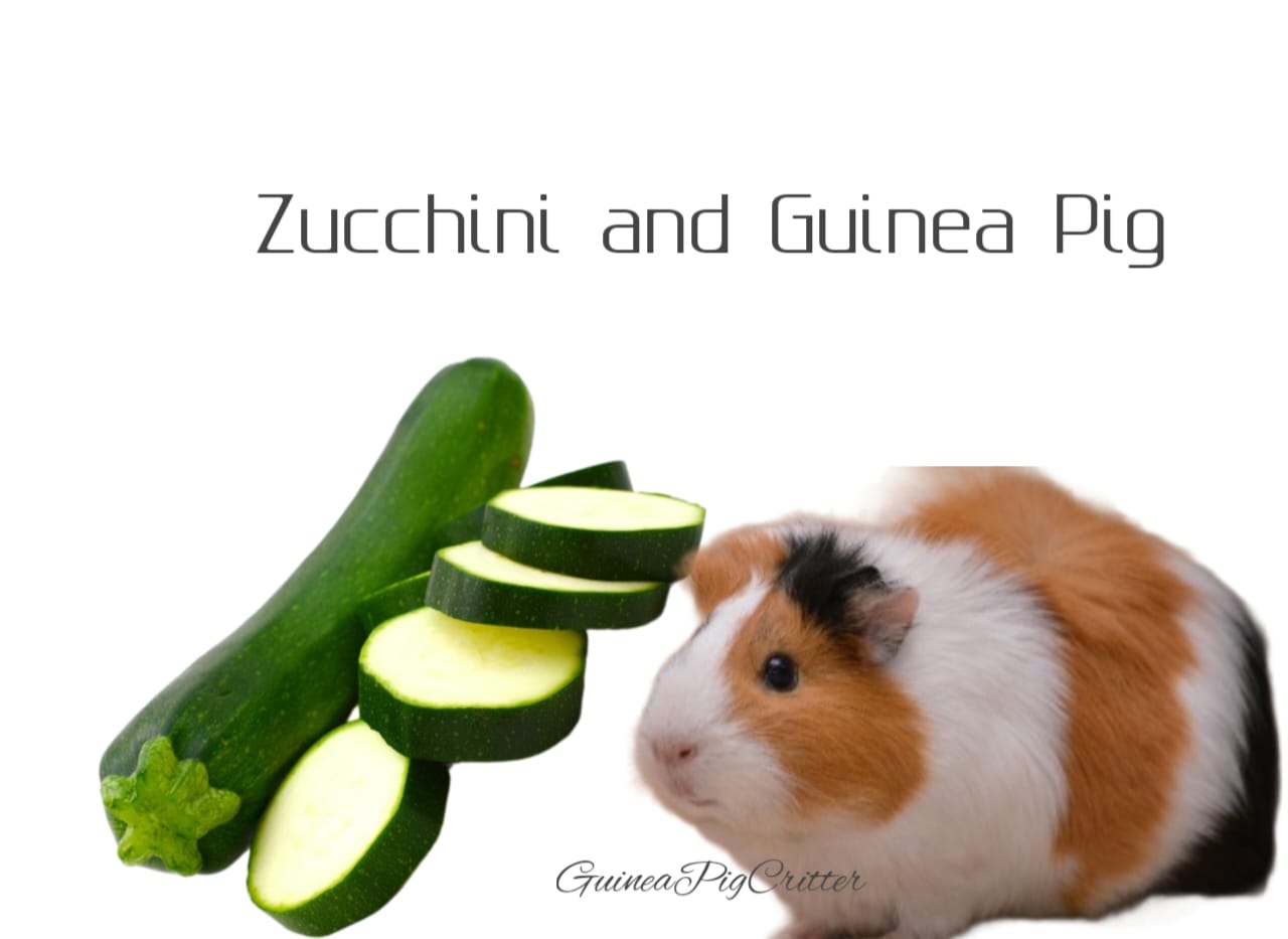 zucchini and guinea pig