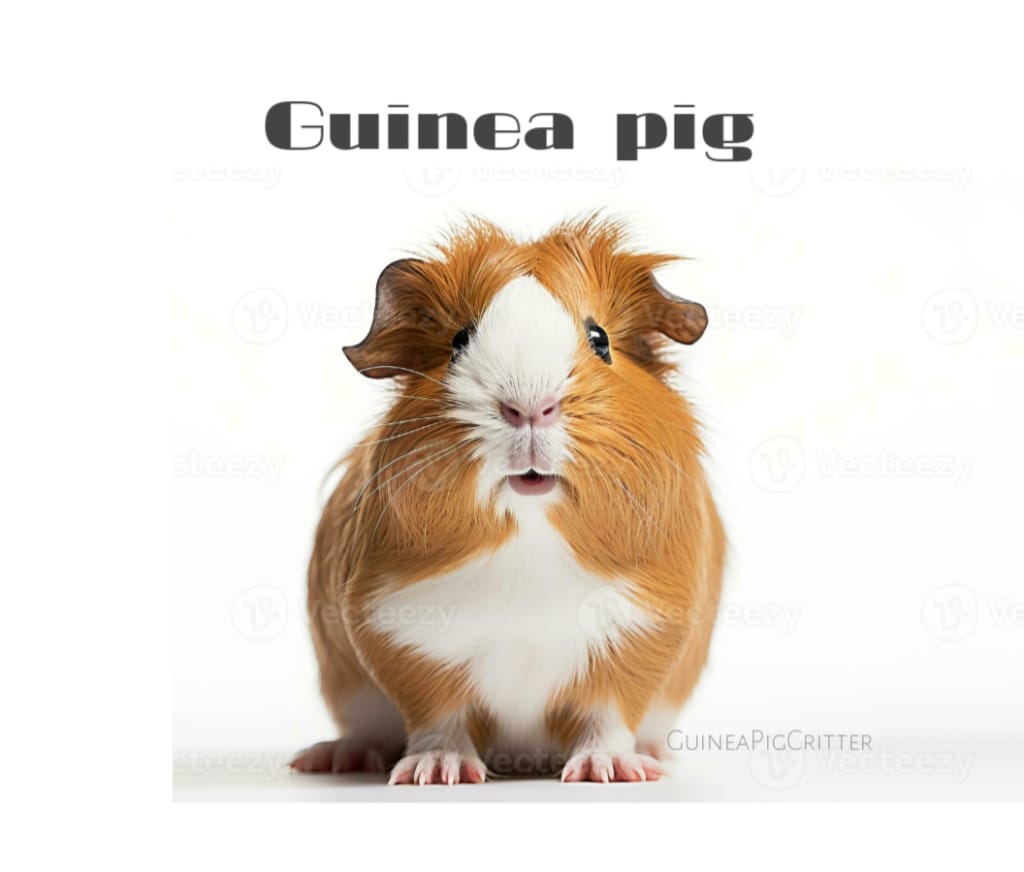 guinea pig