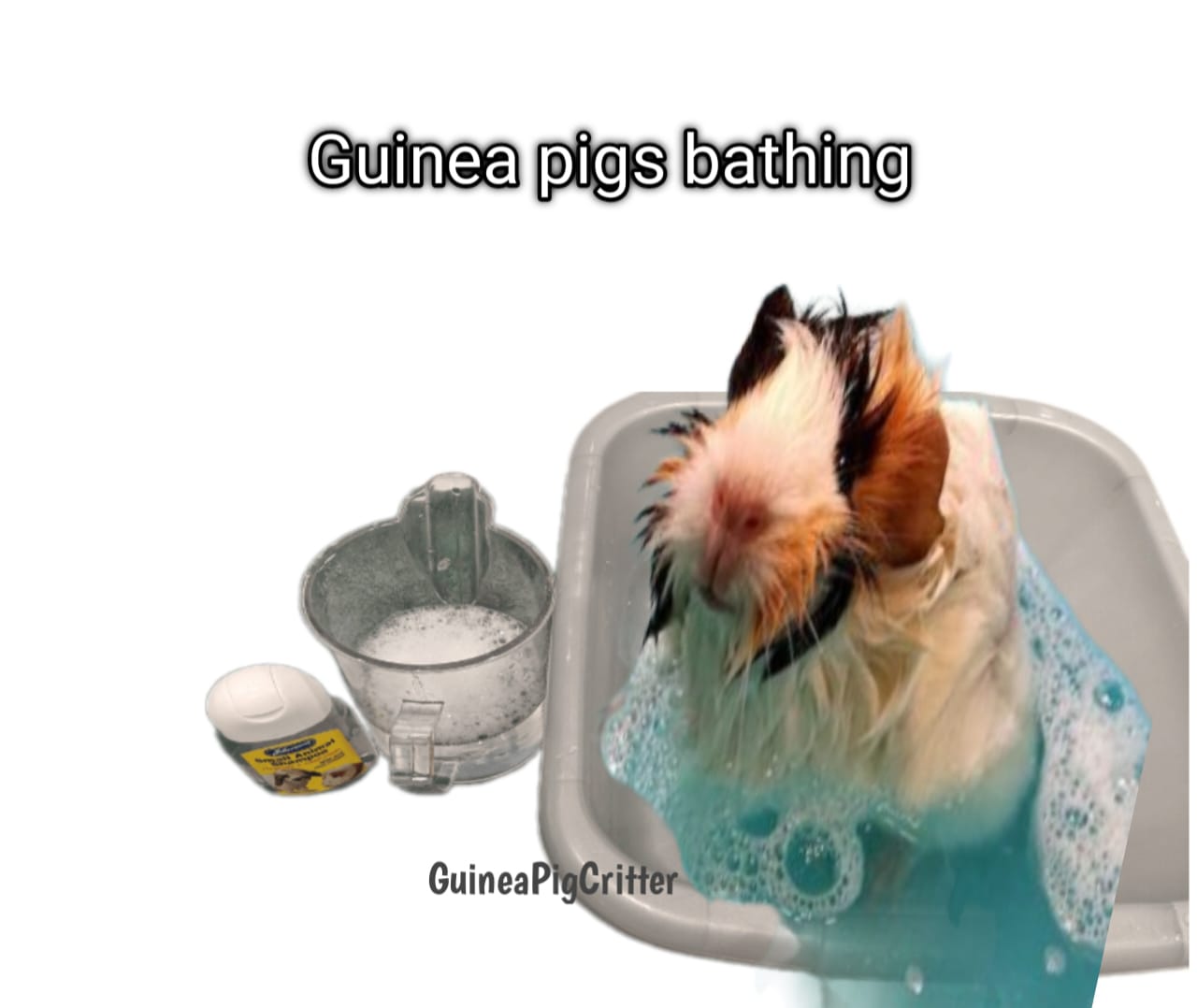 guinea pig bathing