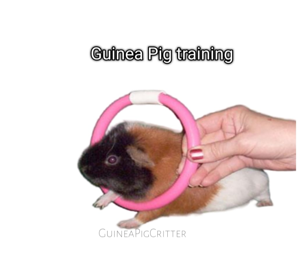 guinea pig training