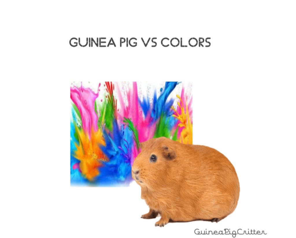 guinea pig vs colour